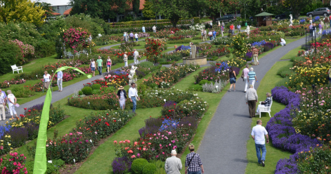 KORDES Jubiläum-Schaugarten_1100